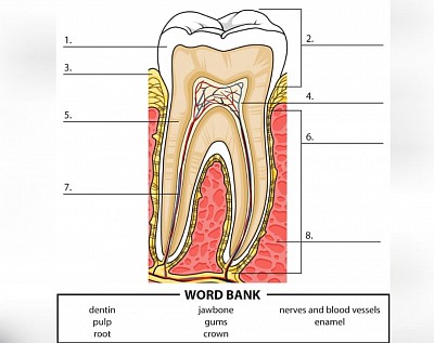 Structure of the human tooth.